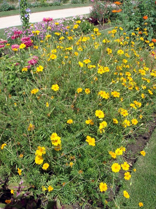 Tagetes patula 'Ground Control'